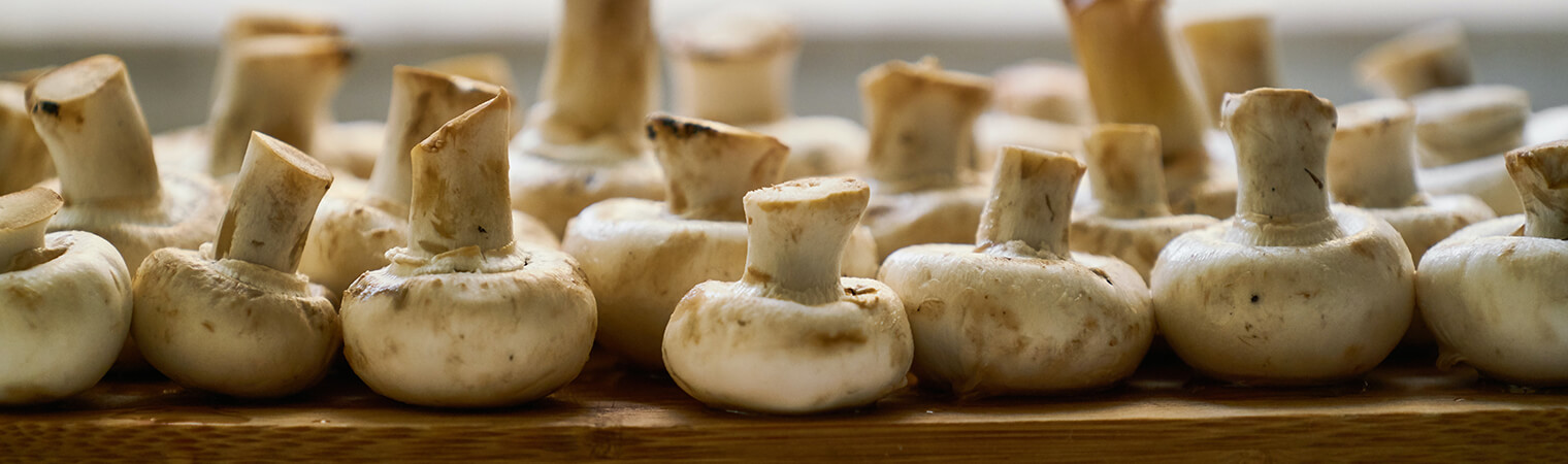 mushrooms in spain